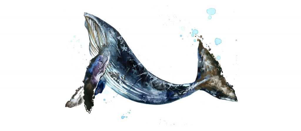 Zwemmende bultrug walvis van waterverf