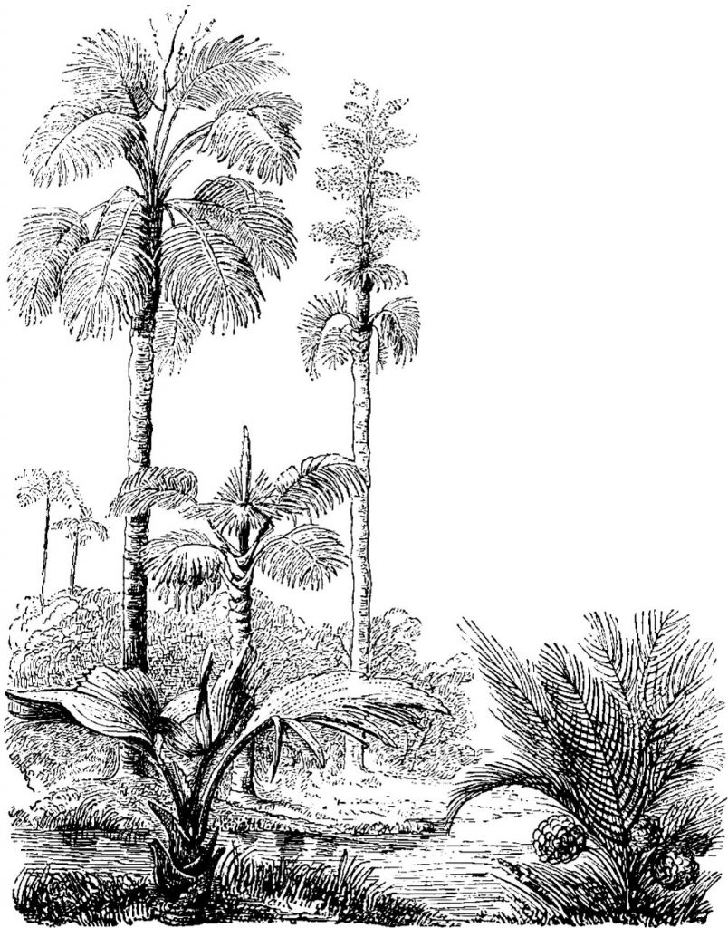 Geschetste palmbomen