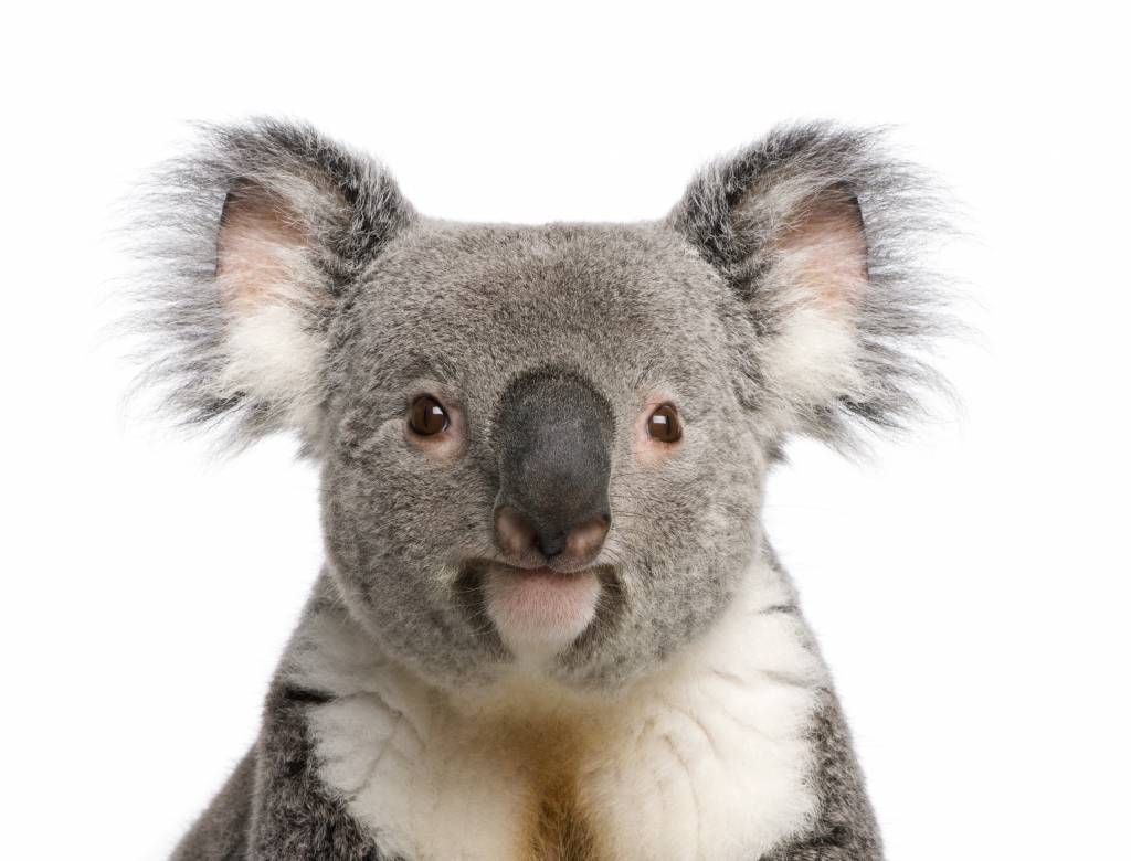 Foto van een koala