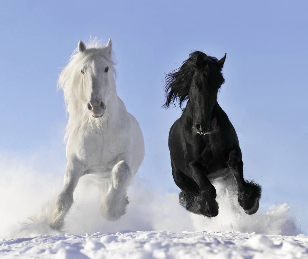 Wit en een zwart paard