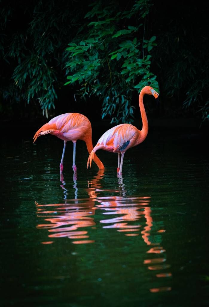 Twee Caribische flamingos