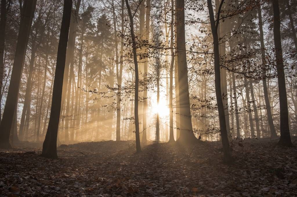 Zonnestralen in een mistig bos