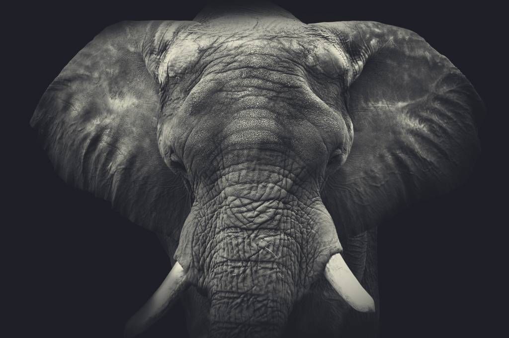 Close-up van een olifant