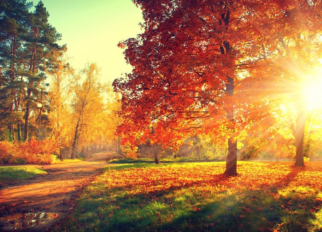 Herfst bomen in zonlicht