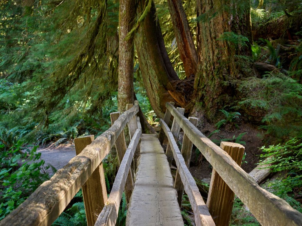 Houten brug door het bos