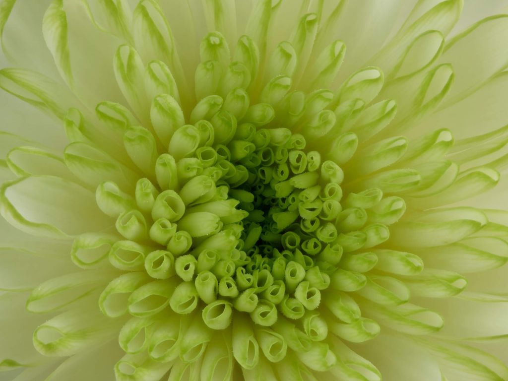 Close-up bloem