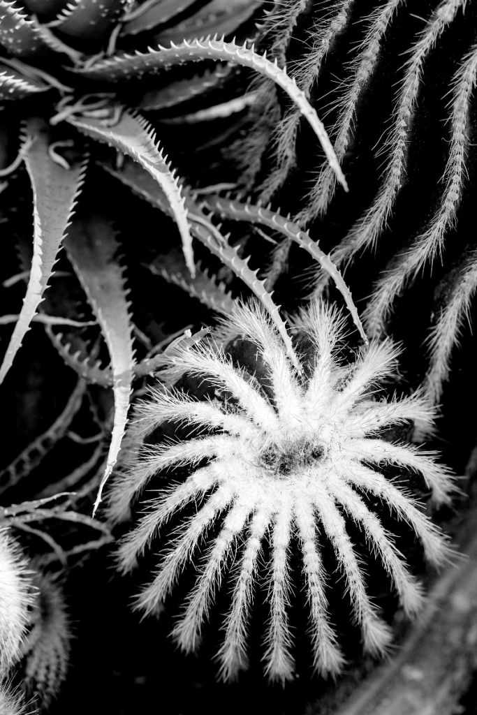 Zwart-wit cactussen