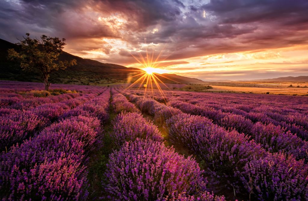 Lavendel onder de zon