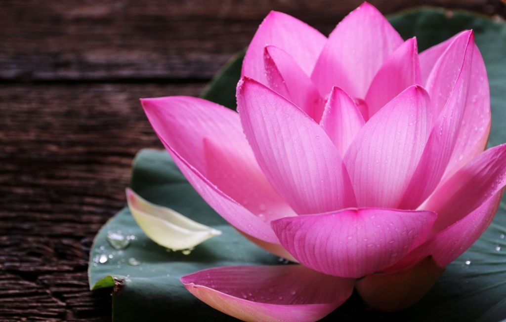 Close-up roze lotus