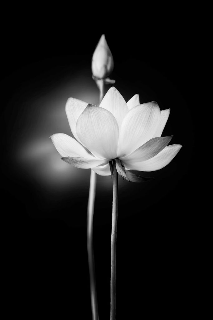 Lotusbloemen zwart-wit