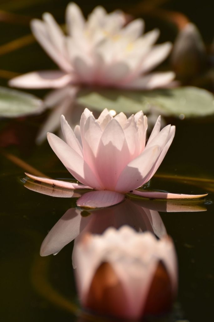 Lotusbloem in water