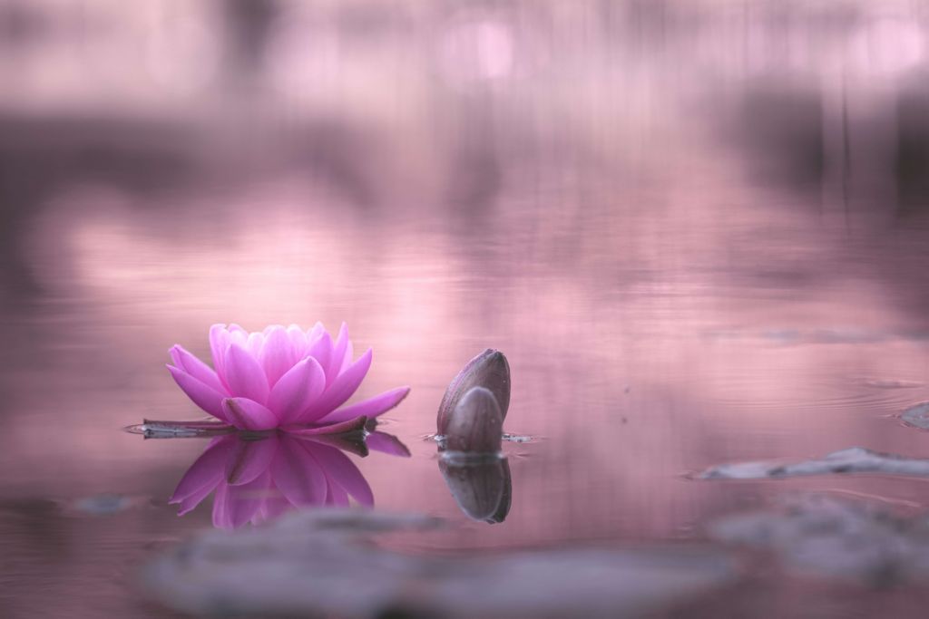 Lotusbloem in vijver