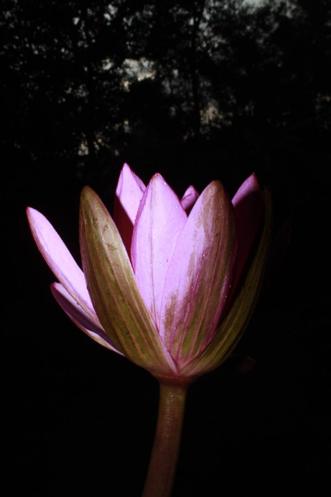 Zijkant lotusbloem