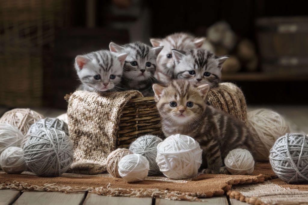 Kittens met wol