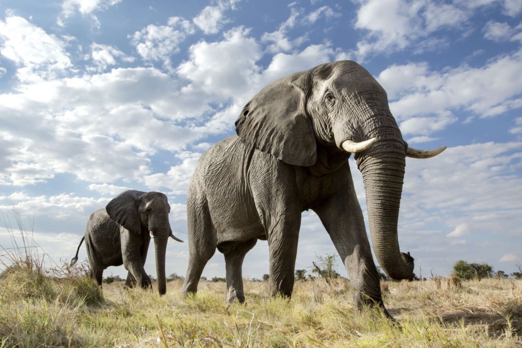 Passerende olifanten