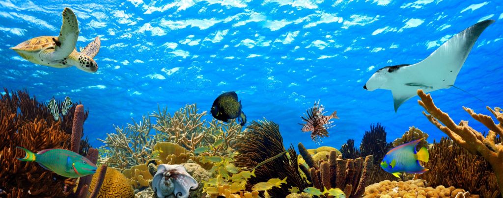 Onderwater panorama