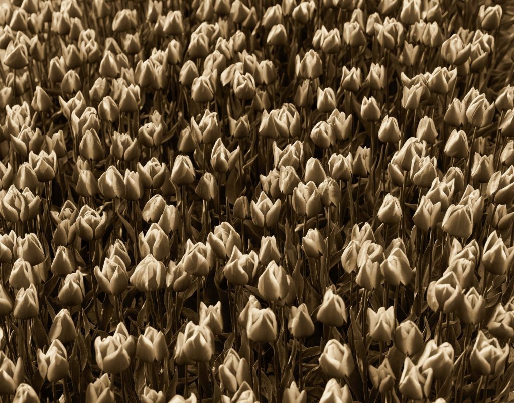 Gouden tulpen