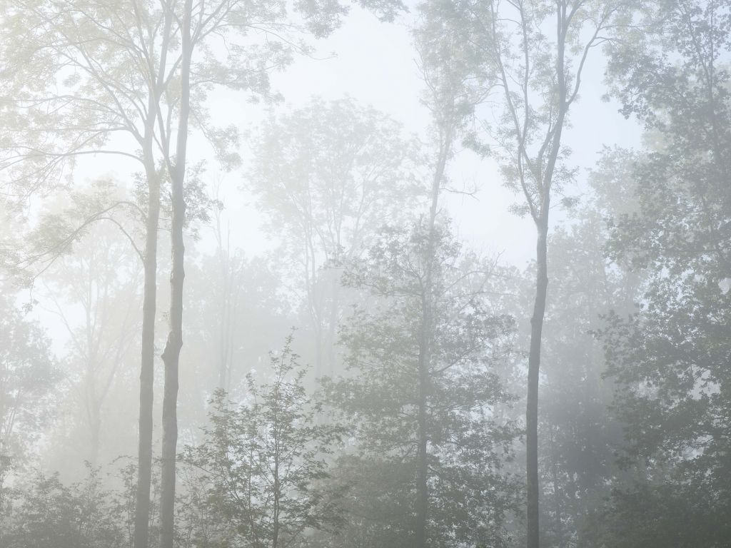 Dichte mist in het bos