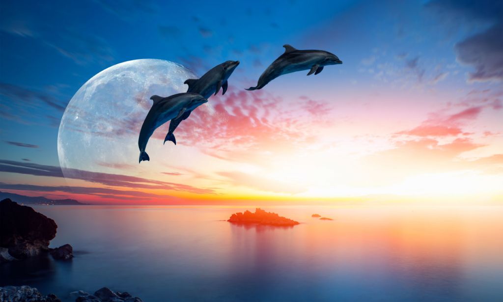 Dolfijnen in de nacht
