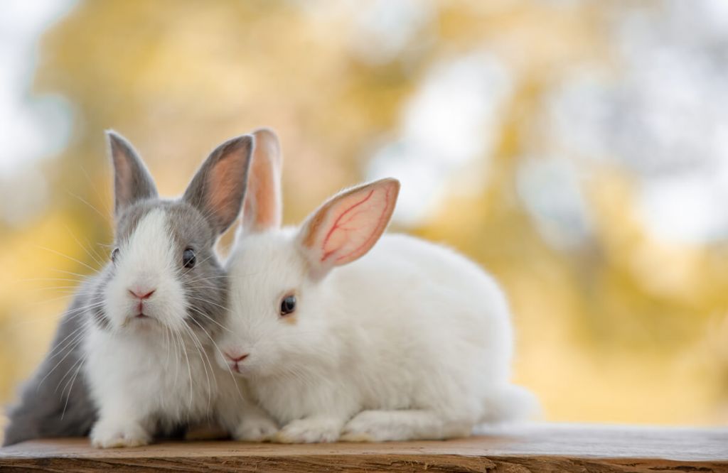 Close-up van konijnen