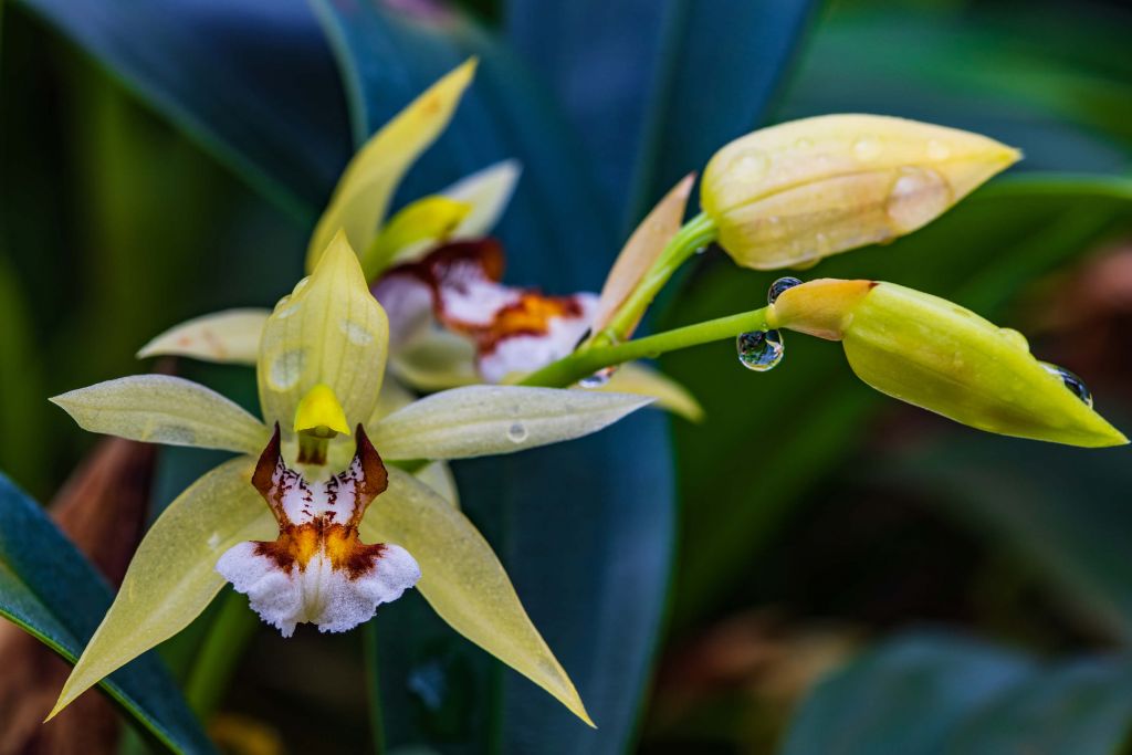 Wilde, gele orchidee