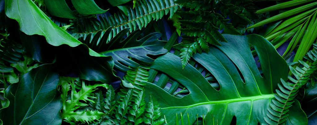 Groene jungle bladeren
