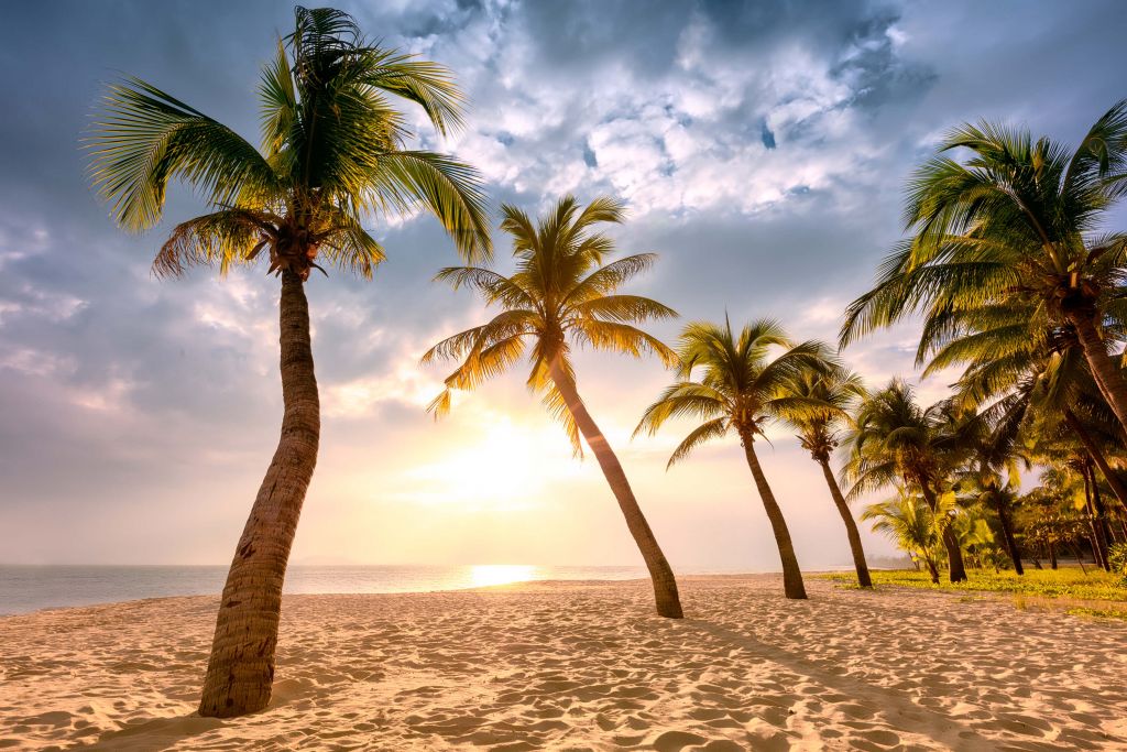 Kokospalmen tegen zonsondergang