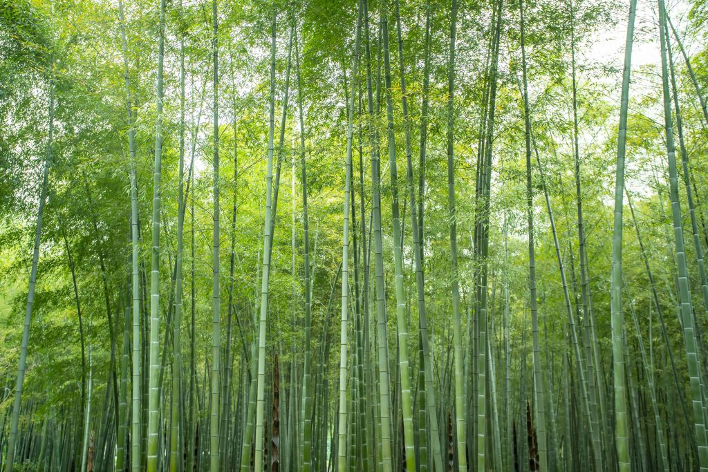 Groen bamboebos