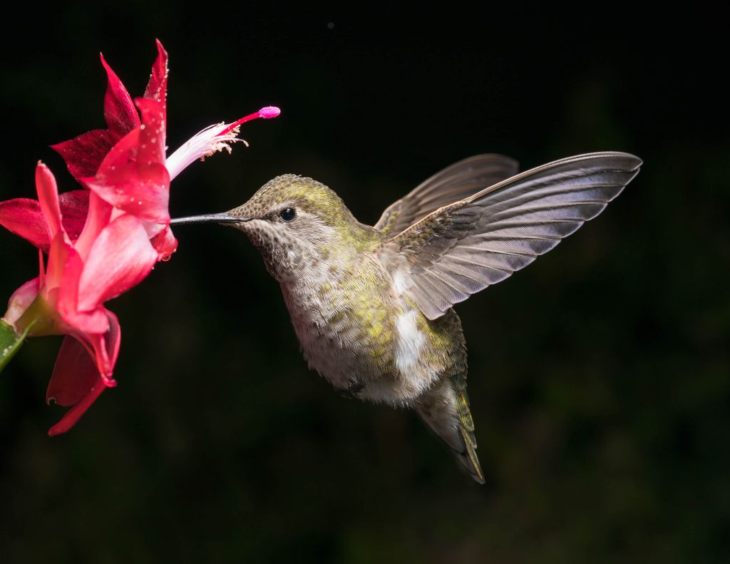 Kolibrie met rode bloem