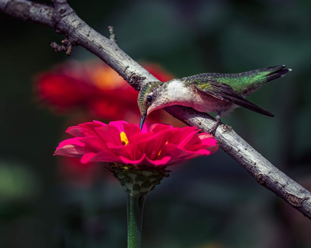 Een drinkende kolibrie