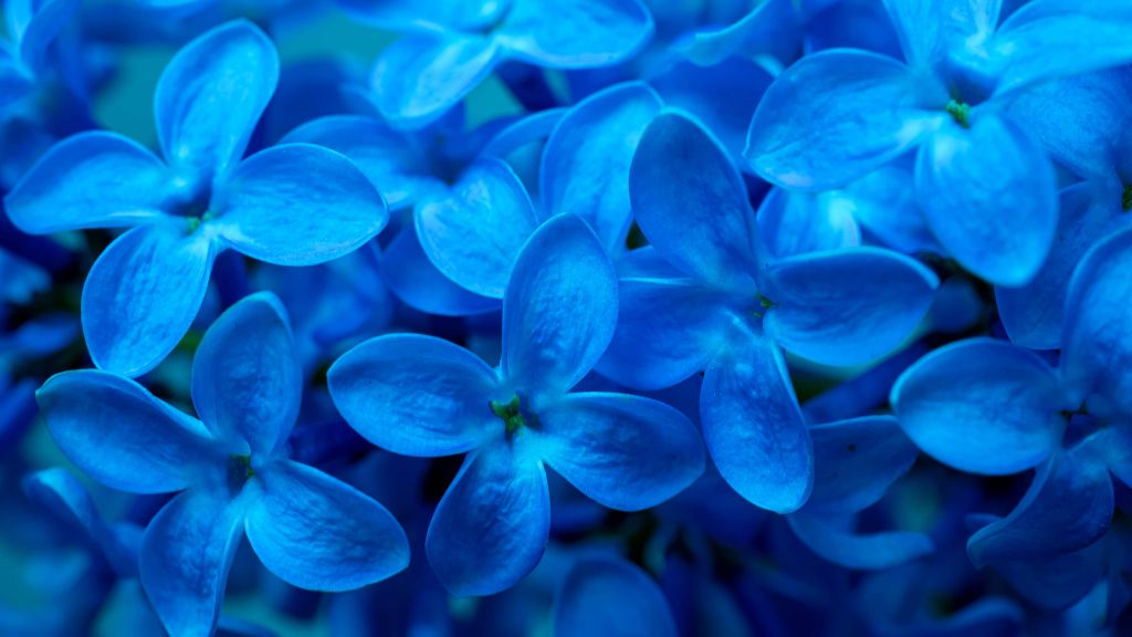 Close-up blauwe bloemen