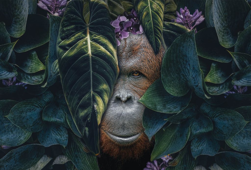 Jungle Orangutan