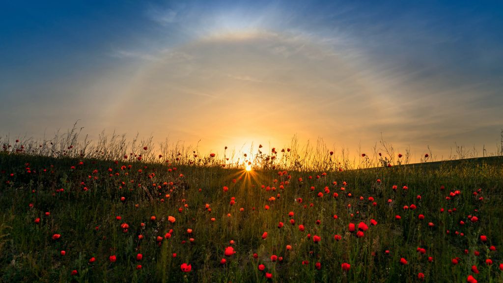 Red poppies and sunrise