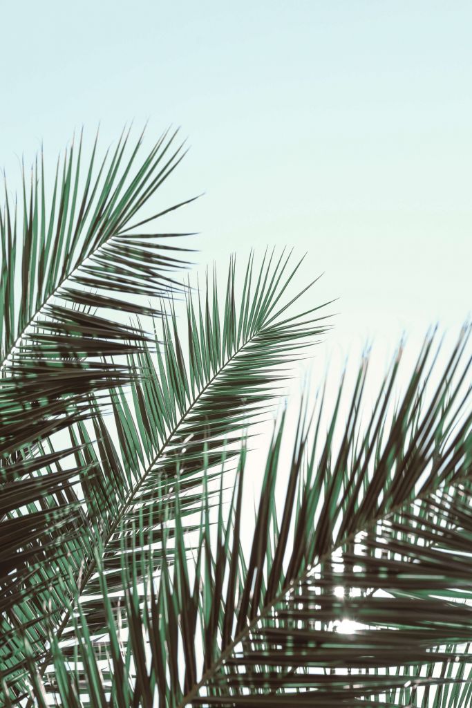 Palm leaves and sky