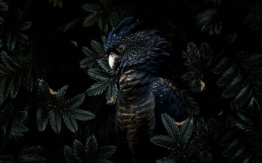 Jungle Cockatoo 2