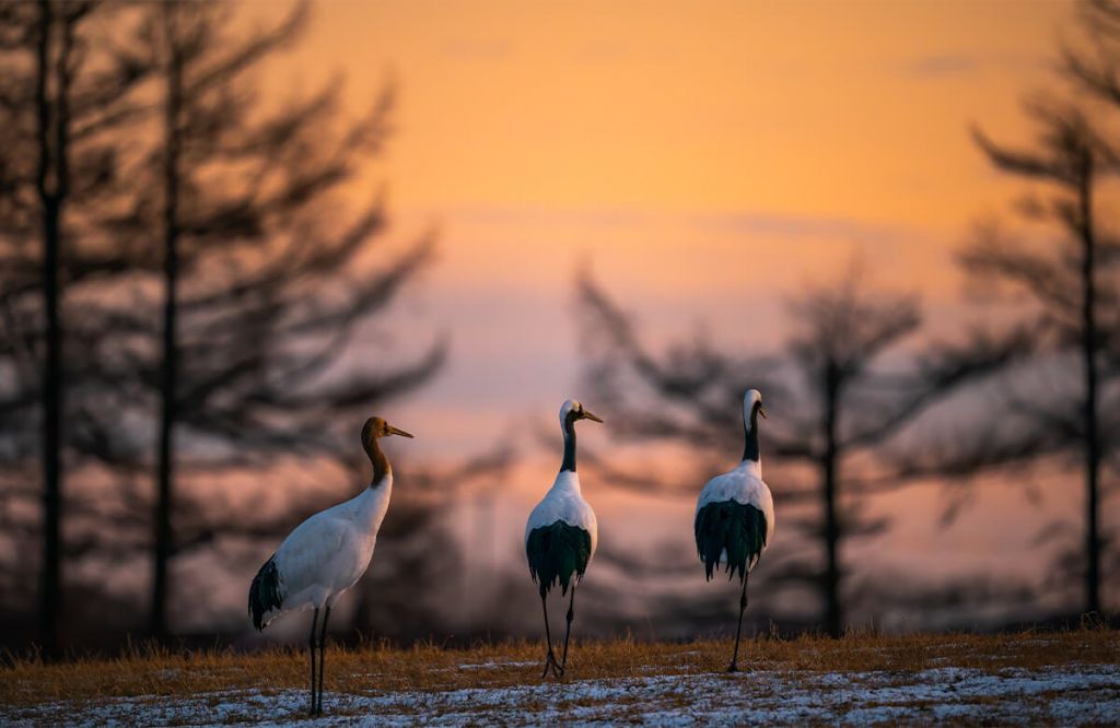 Kraanvogels bij zonsondergang